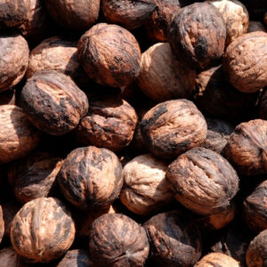 Black Walnut Hull (Juglans Nigra)