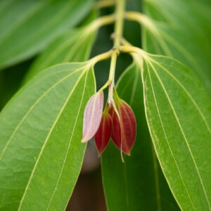 Cinnamon Leaves (Cinnamomum Verum)