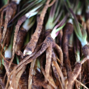 Dong Quai Root (Angelica Sinensis)