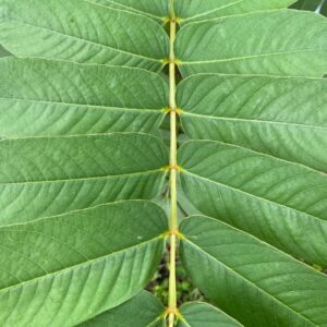King of the Forest (Hericium Erinaceus)