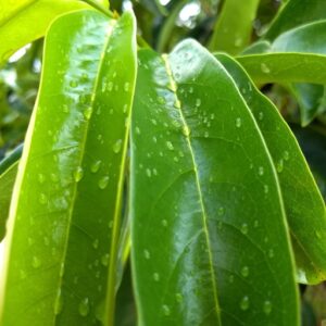 Soursop Leaves (Annona Muricata)